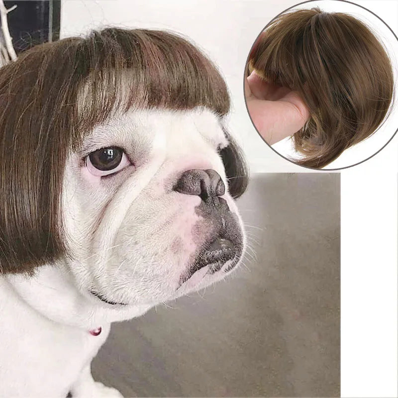 Pet Wig | Funny Cosplay Hair for Dogs & Cats