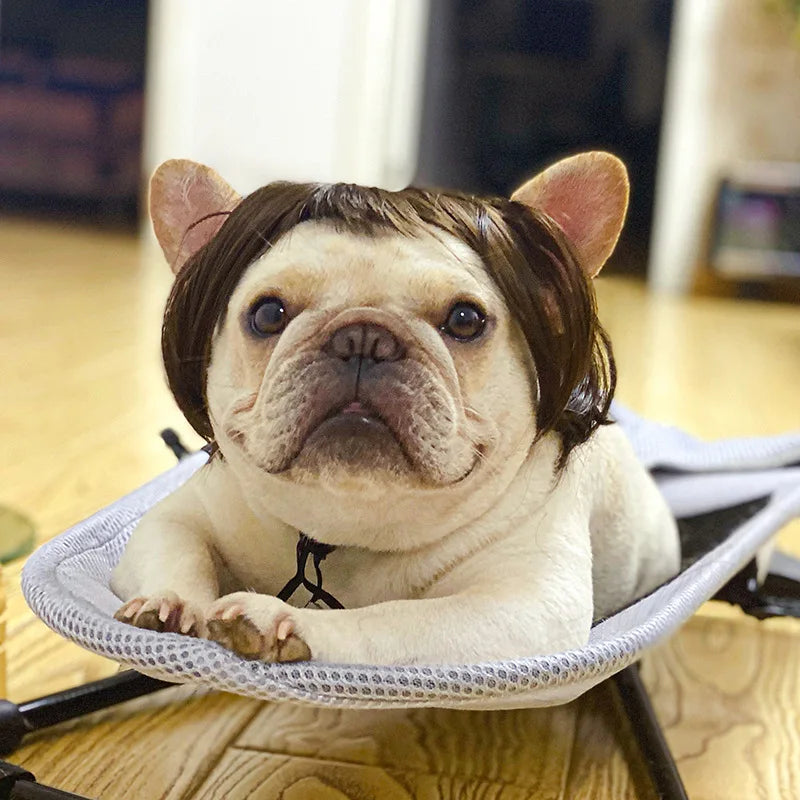 Pet Wig | Funny Cosplay Hair for Dogs & Cats